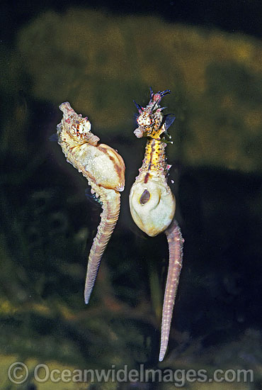 Short-head Seahorse (Hippocampus breviceps) - female approaching male for egg transfer. Port Phillip Bay, Victoria, Australia. Sequence - A1. Photo - Rudie Kuiter Short-head Seahorse (Hippocampus breviceps) - female approaching male for egg transfer. Port Phillip Bay, Victoria, Australia. Sequence - A1. Photo - Rudie Kuiter