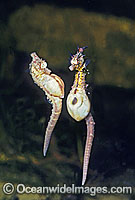 Short-head Seahorse egg transfer Photo - Rudie Kuiter
