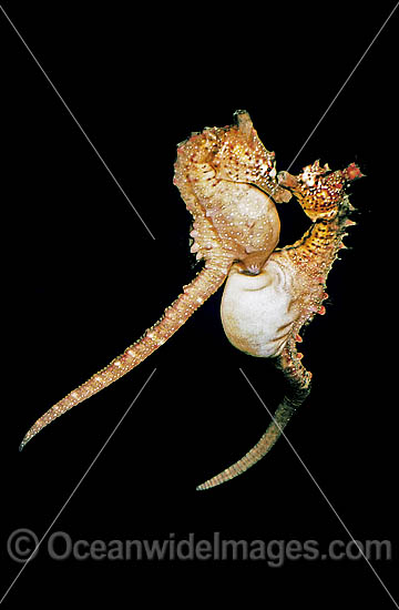 Short-head Seahorse (Hippocampus breviceps) - female placing ovipositor into males pouch ready for egg transfer. Port Phillip Bay, Victoria, Australia. Sequence - A2. Photo - Rudie Kuiter