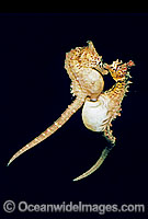 Seahorse placing ovipositor into males pouch Photo - Rudie Kuiter