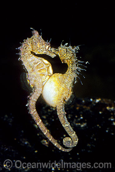 Short-head Seahorse (Hippocampus breviceps) - female transferring eggs into males brood pouch. Port Phillip Bay, Victoria, Australia. Sequence - A3. Photo - Rudie Kuiter