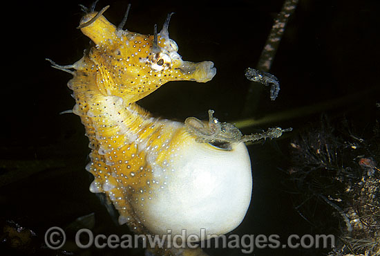 Short-head Seahorse (Hippocampus breviceps) - male giving birth. Babies emerging from males brood pouch. Port Phillip Bay, Victoria, Australia. Sequence - A4. Photo - Rudie Kuiter