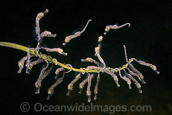 Short-head Seahorsenewborn hatchlings photo