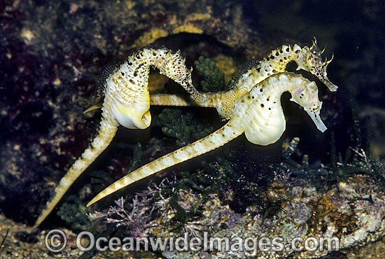 Pot-belly Seahorse males courting female photo