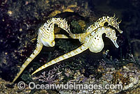 Pot-belly Seahorse males courting female Photo - Rudie Kuiter