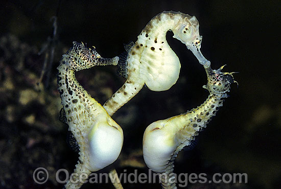 Pot-belly Seahorse female with males photo