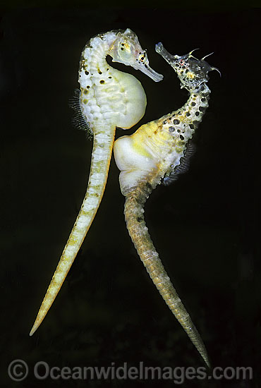 Pot-belly Seahorse egg transfer photo