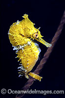 High-crown Seahorse Hippocampus procerus Photo - Rudie Kuiter