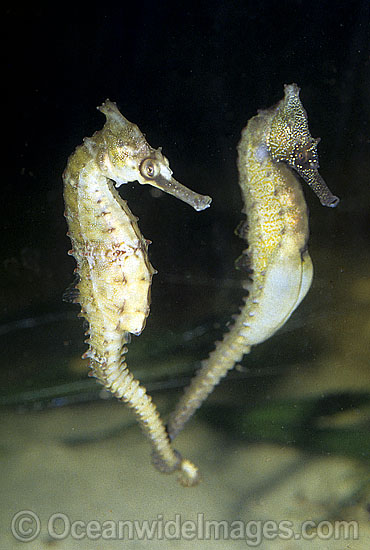 Whites Seahorse courting photo