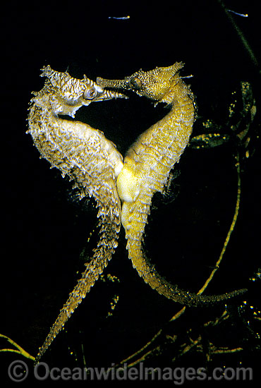Whites Seahorse transferring eggs into males pouch photo