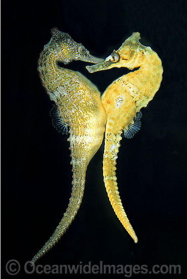 Whites Seahorse female transferring eggs photo