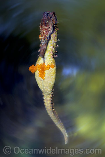 Whites Seahorse male with eggs protruding photo