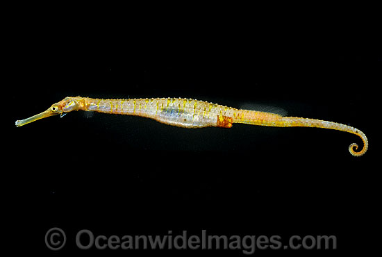 Spiny Pipehorse Solegnathus spinosissimus photo