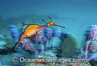 Weedy Seadragon swimming in Sponge Garden Photo - Gary Bell