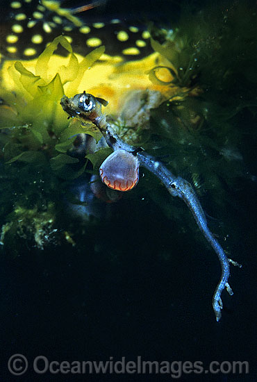 Weedy Seadragon newborn hatchling with egg yolk photo