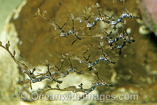 Weedy Seadragon (Phyllopteryx taeniolatus) - schooling juveniles, only a few days old. Western Port Bay, Victoria, Australia Photo - Rudie Kuiter Weedy Seadragon (Phyllopteryx taeniolatus) - schooling juveniles, only a few days old. Western Port Bay, Victoria, Australia Photo - Rudie Kuiter