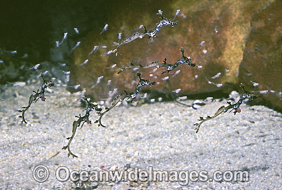 Weedy Seadragon (Phyllopteryx taeniolatus) - schooling juveniles, only days old, feeding on mysid Shrimp. Western Port Bay, Victoria, Australia Photo - Rudie Kuiter Weedy Seadragon (Phyllopteryx taeniolatus) - schooling juveniles, only days old, feeding on mysid Shrimp. Western Port Bay, Victoria, Australia Photo - Rudie Kuiter