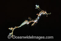 Weedy Seadragon juvenile Photo - Gary Bell