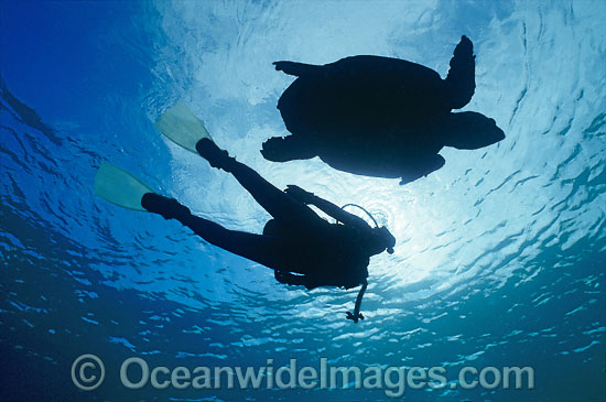 Loggerhead Sea Turtle Scuba Diver photo