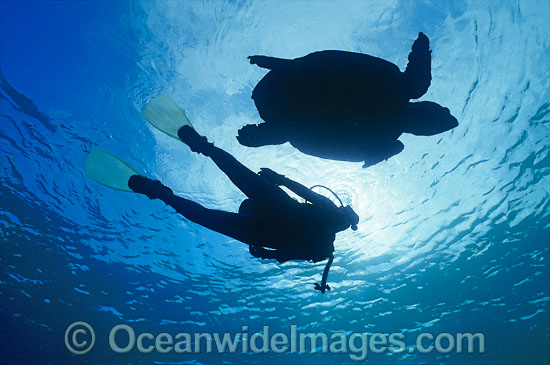 Loggerhead Sea Turtle Scuba Diver photo Loggerhead Sea Turtle Scuba Diver photo