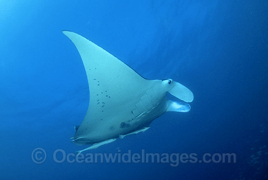 Giant Oceanic Manta Ray photo