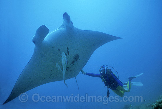 Giant Oceanic Manta Ray Heron Island photo