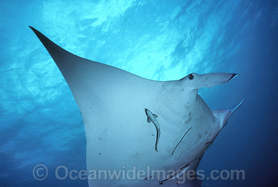 Giant Oceanic Manta Ray photo Giant Oceanic Manta Ray photo
