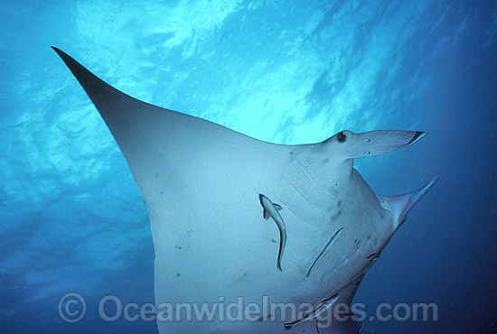 Giant Oceanic Manta Ray photo