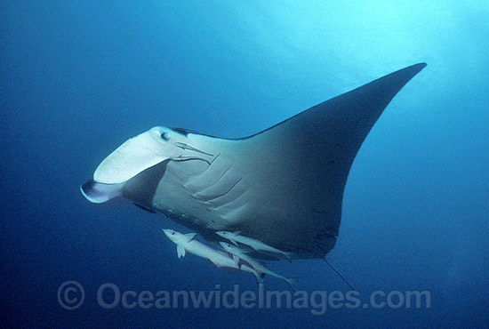 Giant Oceanic Manta Ray photo