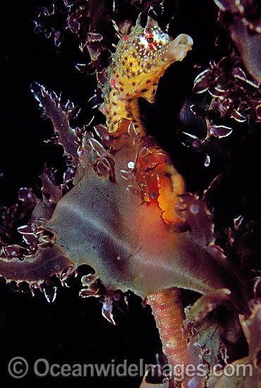 Short-head Seahorse (Hippocampus breviceps) on sea algae. Port Phillip Bay, Victoria, Australia Photo - Gary Bell
