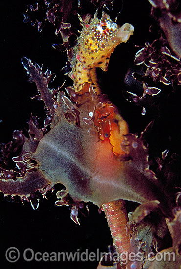 Short-head Seahorse (Hippocampus breviceps) on sea algae. Port Phillip Bay, Victoria, Australia Photo - Gary Bell Short-head Seahorse (Hippocampus breviceps) on sea algae. Port Phillip Bay, Victoria, Australia Photo - Gary Bell