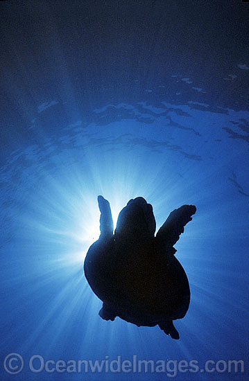 Loggerhead Sea Turtle silhouetted photo