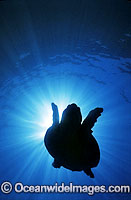 Loggerhead Sea Turtle silhouetted Photo - Gary Bell