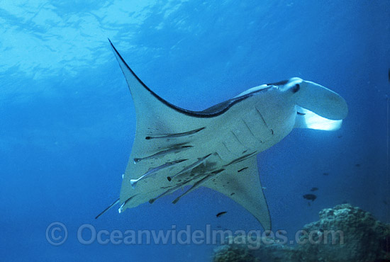 Manta Ray with Remora Suckerfish photo