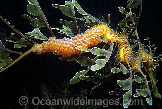 Leafy Seadragon with eggs attached to tail photo