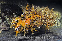 Leafy Seadragon pair Photo - Rudie Kuiter