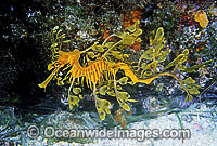 Leafy Seadragon Photo - Rudie Kuiter