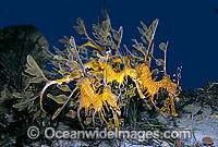 Leafy Seadragon trio Photo - Rudie Kuiter