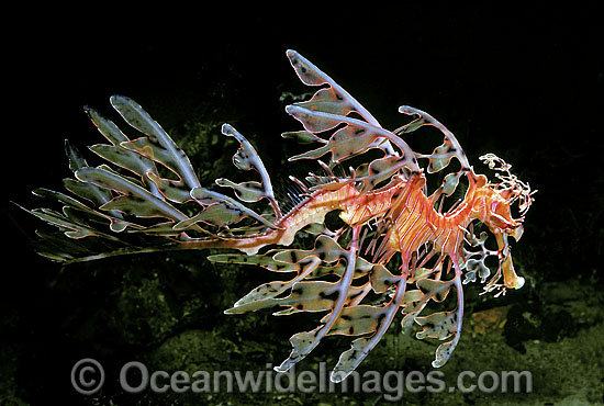 Leafy Seadragon Deep water variety photo