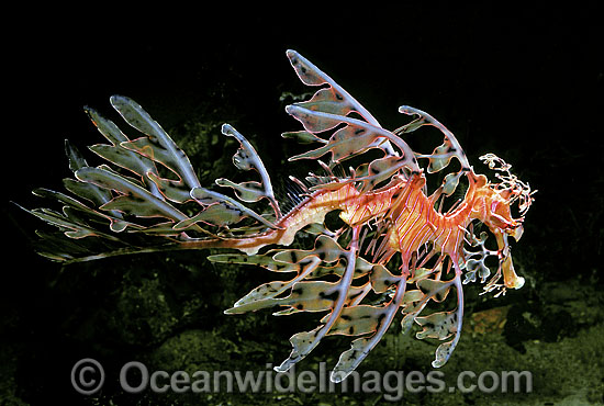 Leafy Seadragon Deep water variety photo Leafy Seadragon Deep water variety photo