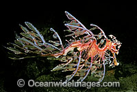 Leafy Seadragon Deep water variety Photo - Rudie Kuiter