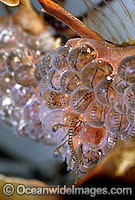 Leafy Seadragon hatchlings emerging from eggs Photo - Rudie Kuiter