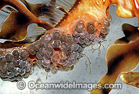 Leafy Seadragon newborn hatchlings emerging Photo - Rudie Kuiter