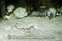 Leafy Seadragon hatchlings with egg yolk Photo - Rudie Kuiter