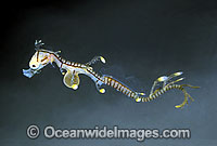 Leafy Seadragon newborn with egg yolk still attached Photo - Rudie Kuiter