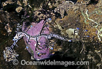 Leafy Seadragon hatchling Photo - Rudie Kuiter