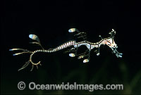 Leafy Seadragon hatchling Photo - Rudie Kuiter