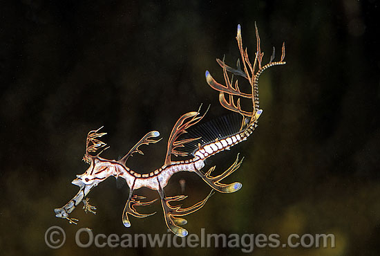 Leafy Seadragon hatchling photo Leafy Seadragon hatchling photo