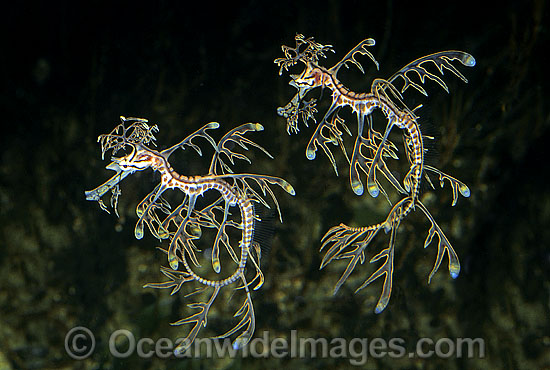 Leafy Seadragon pair photo Leafy Seadragon pair photo