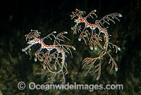 Leafy Seadragon pair Photo - Rudie Kuiter